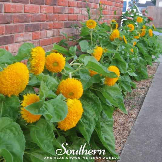 Teddy Bear Dwarf Sunflower – 25 Seeds