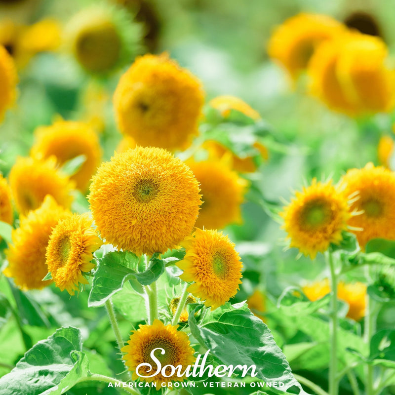 Load image into Gallery viewer, Teddy Bear Dwarf Sunflower – 25 Seeds
