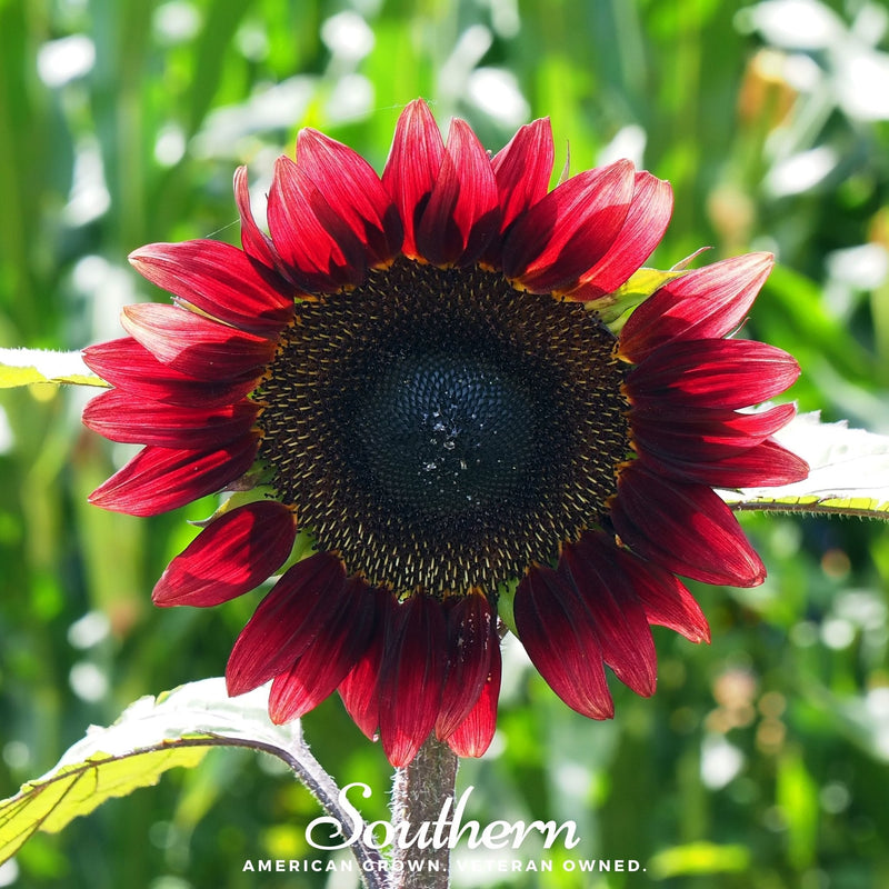 Load image into Gallery viewer, Velvet Queen Sunflower – 25 Seeds

