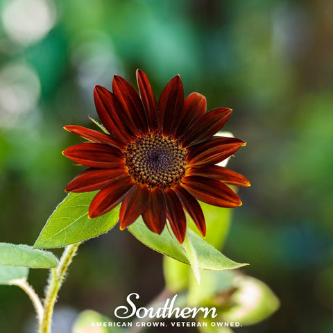 Velvet Queen Sunflower 25 Seeds