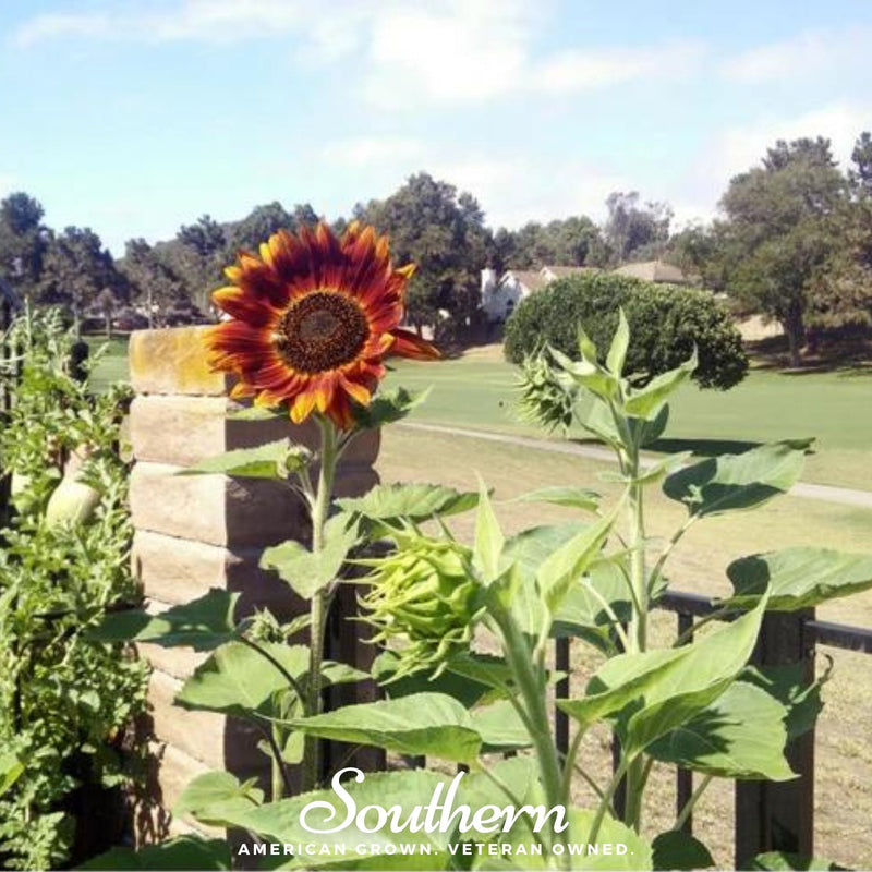 Load image into Gallery viewer, Velvet Queen Sunflower – 25 Seeds

