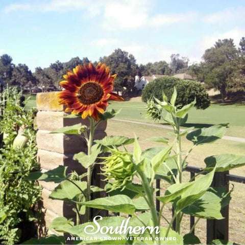 Velvet Queen Sunflower – 25 Seeds, additional product view 2