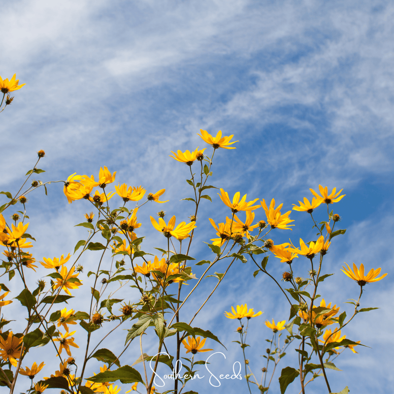 Load image into Gallery viewer, Wild Annual Sunflower – 50 Seeds
