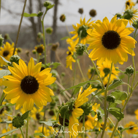 Wild Annual Sunflower – 50 Seeds, additional product view 2
