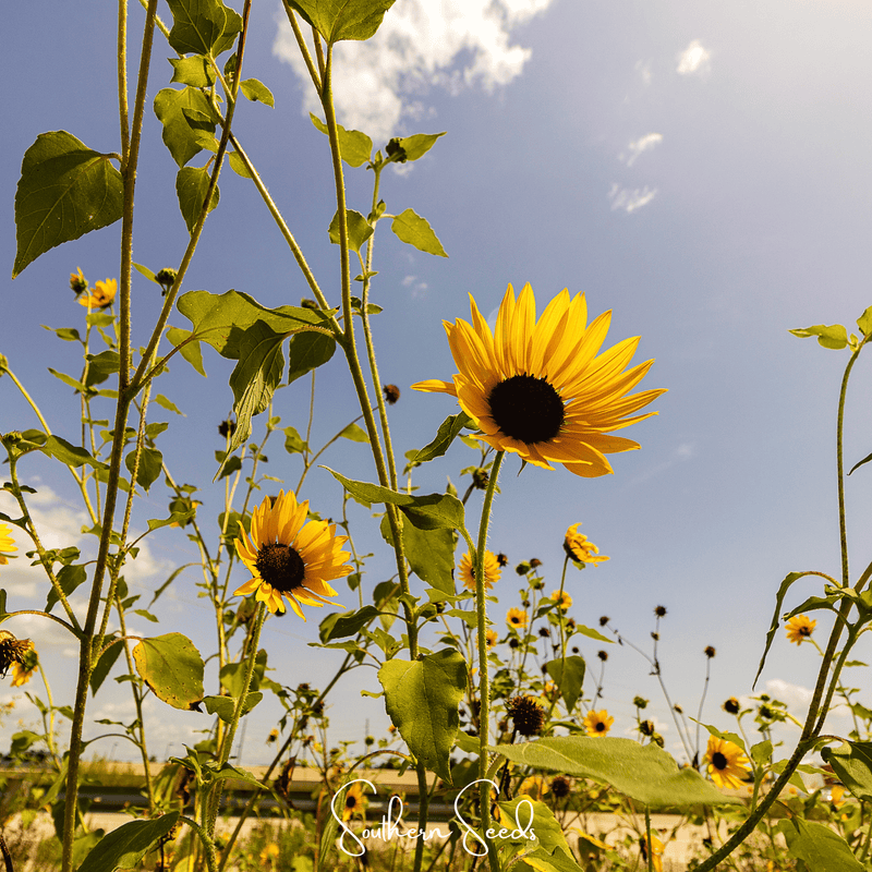 Load image into Gallery viewer, Wild Annual Sunflower – 50 Seeds
