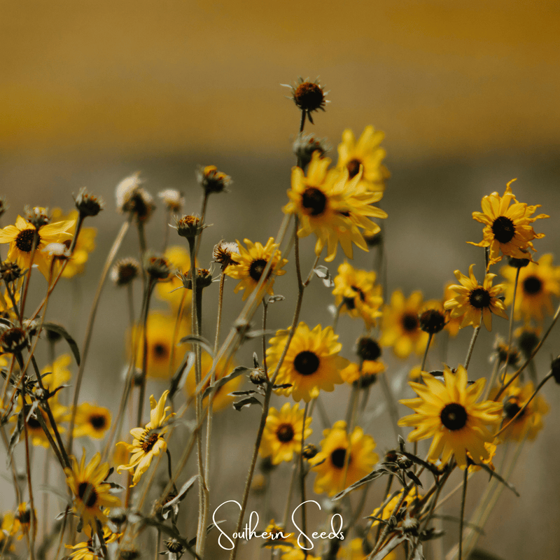 Load image into Gallery viewer, Wild Annual Sunflower – 50 Seeds
