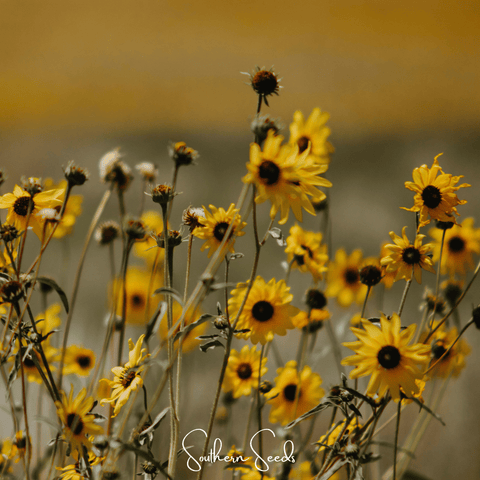 Wild Annual Sunflower 50 Seeds
