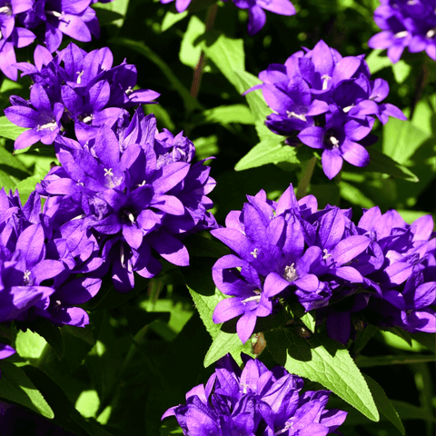 Superba Bellflower – 50 Seeds, additional product view 2