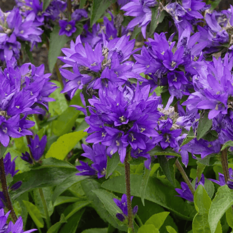 Load image into Gallery viewer, Superba Bellflower – 50 Seeds
