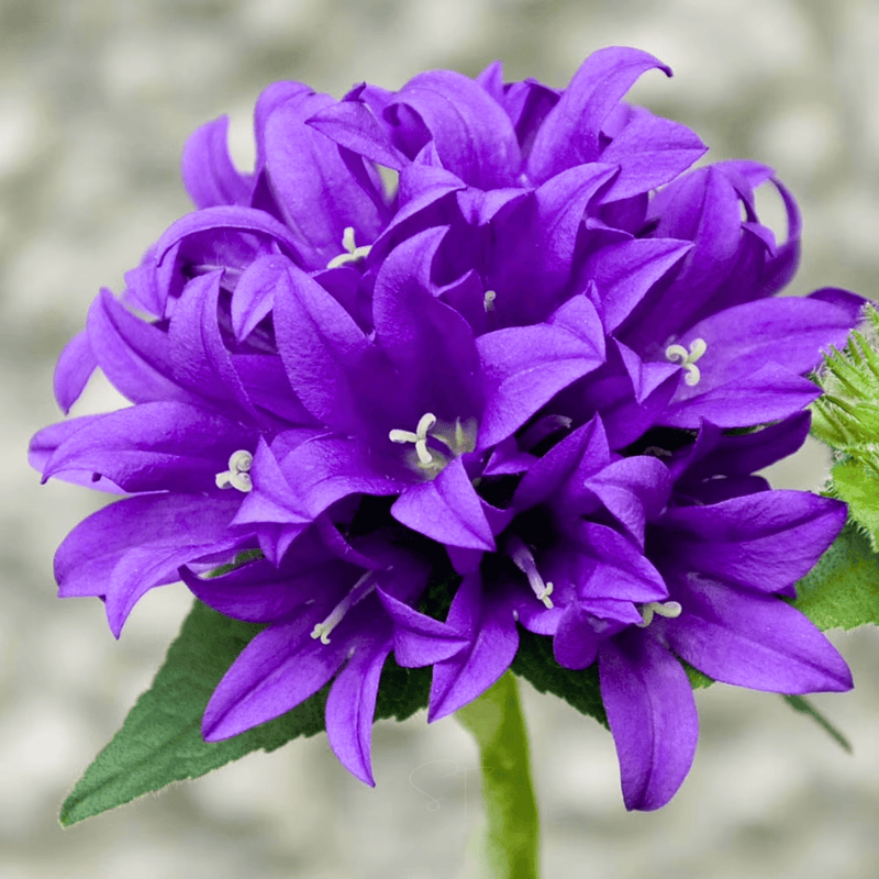 Load image into Gallery viewer, Superba Bellflower – 50 Seeds
