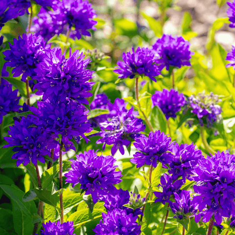 Superba Bellflower 50 Seeds