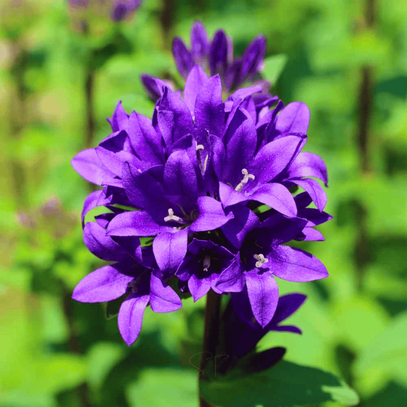 Load image into Gallery viewer, Superba Bellflower – 50 Seeds

