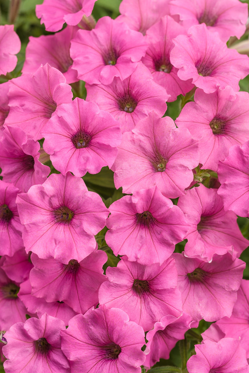 Load image into Gallery viewer, Supertunia Mini Vista® Hot Pink
