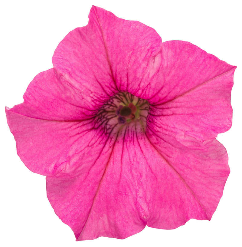 Load image into Gallery viewer, Supertunia Mini Vista® Hot Pink
