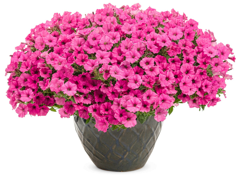 Load image into Gallery viewer, Supertunia Mini Vista® Hot Pink
