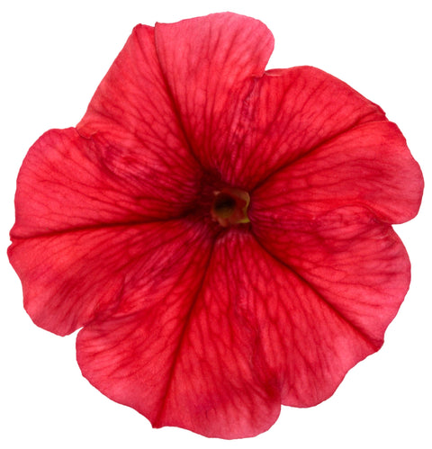 Supertunia Mini Vista Scarlet Petunia