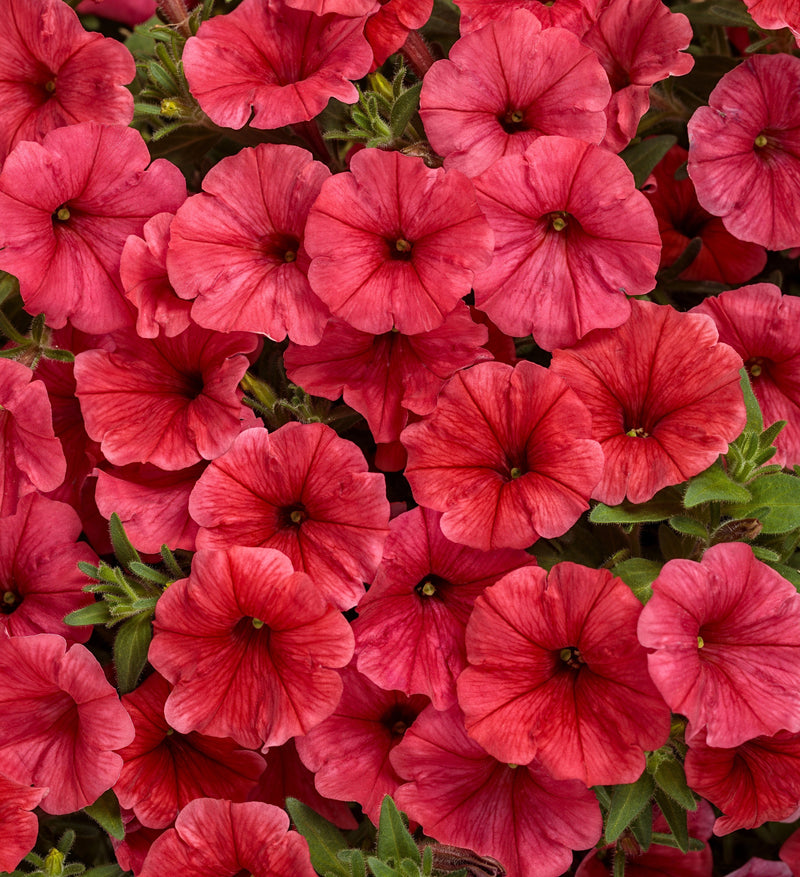 Load image into Gallery viewer, Supertunia Mini Vista® Scarlet Petunia
