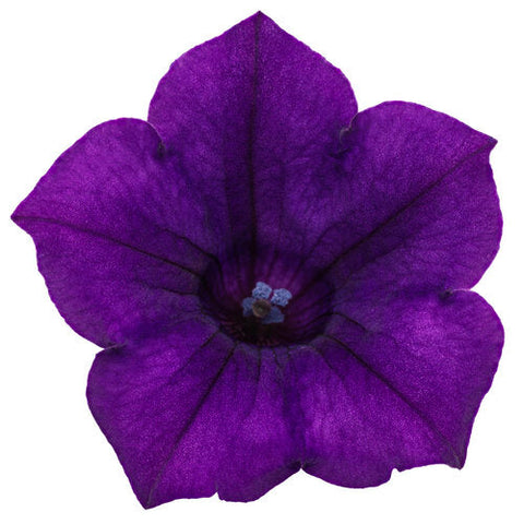Supertunia Mini Vista Ultramarine Royal Velvet