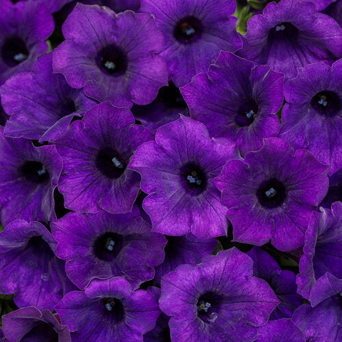 Load image into Gallery viewer, Supertunia Mini Vista® Ultramarine Royal Velvet Petunia
