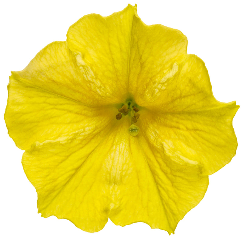 Load image into Gallery viewer, Supertunia Mini Vista® Yellow Petunia
