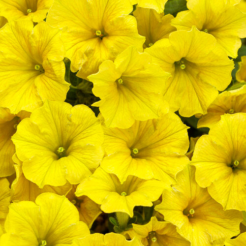 Load image into Gallery viewer, Supertunia Mini Vista® Yellow Petunia
