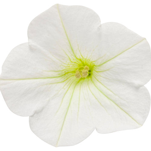 Load image into Gallery viewer, Supertunia Mini Vista® White Petunia hybrid
