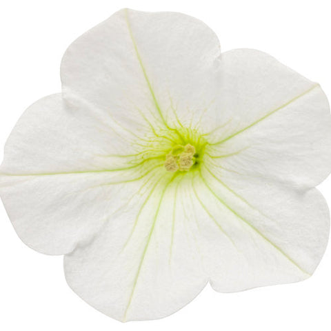 Supertunia Mini Vista® White Petunia hybrid, additional product view 2