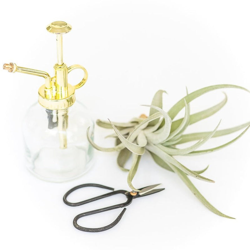 Load image into Gallery viewer, Tillandsia Air Plant Mister
