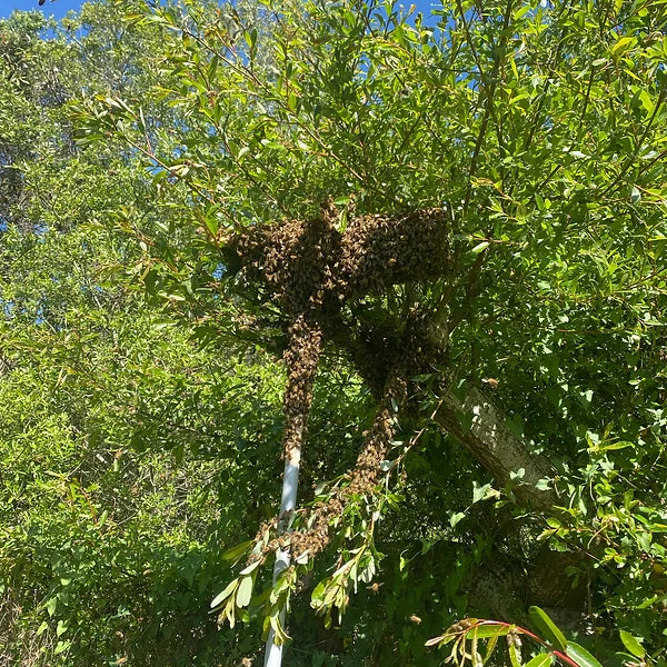 Load image into Gallery viewer, Swarm Reacher
