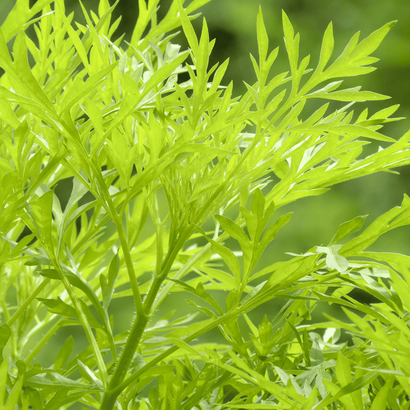 Load image into Gallery viewer, Sweet Annie – 50 Seeds
