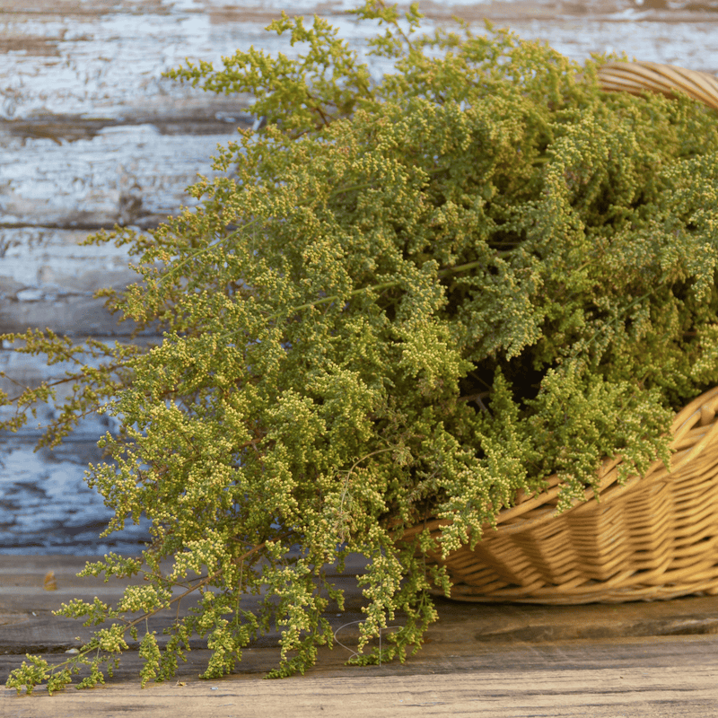 Load image into Gallery viewer, Sweet Annie – 50 Seeds
