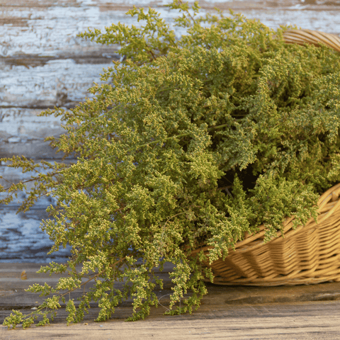 Sweet Annie – 50 Seeds, additional product view 2
