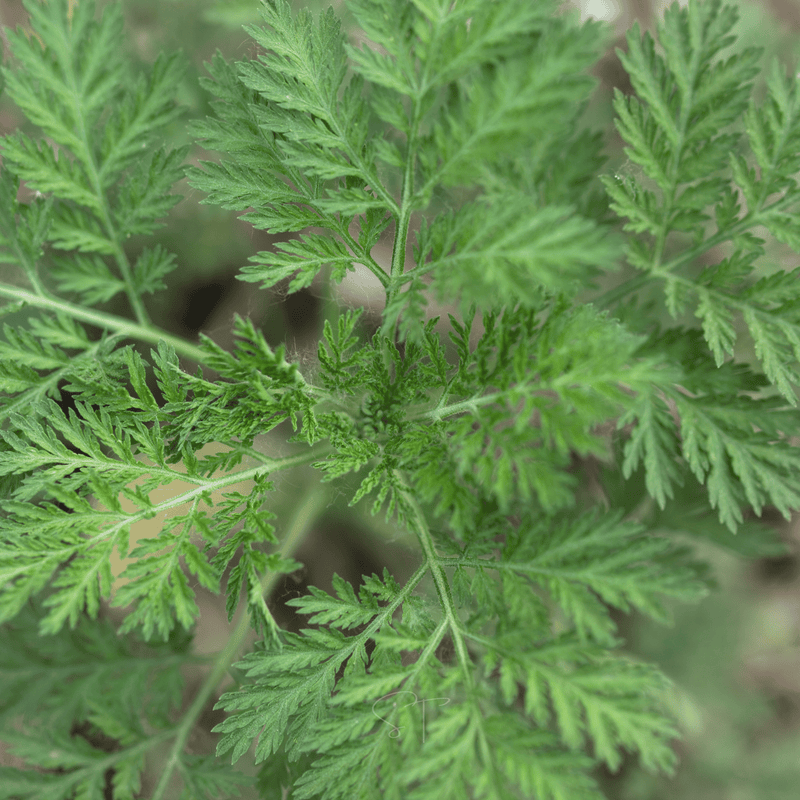 Load image into Gallery viewer, Sweet Annie – 50 Seeds
