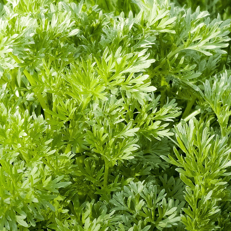 Load image into Gallery viewer, Sweet Annie – 50 Seeds
