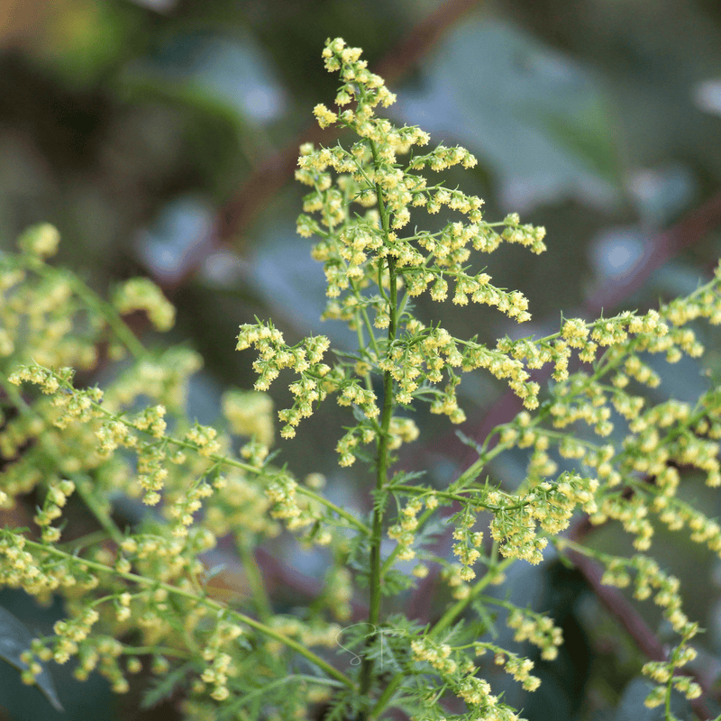Load image into Gallery viewer, Sweet Annie – 50 Seeds
