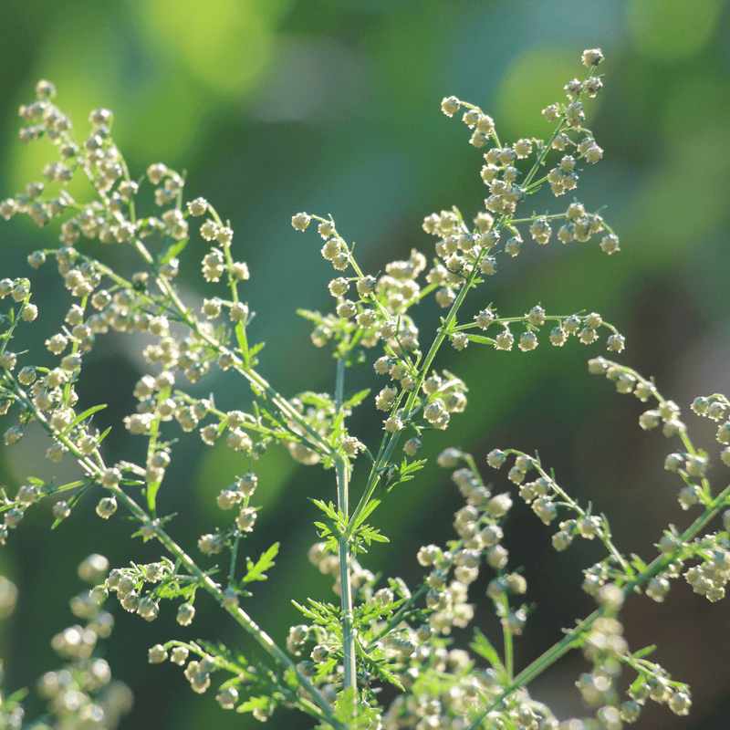 Load image into Gallery viewer, Sweet Annie – 50 Seeds
