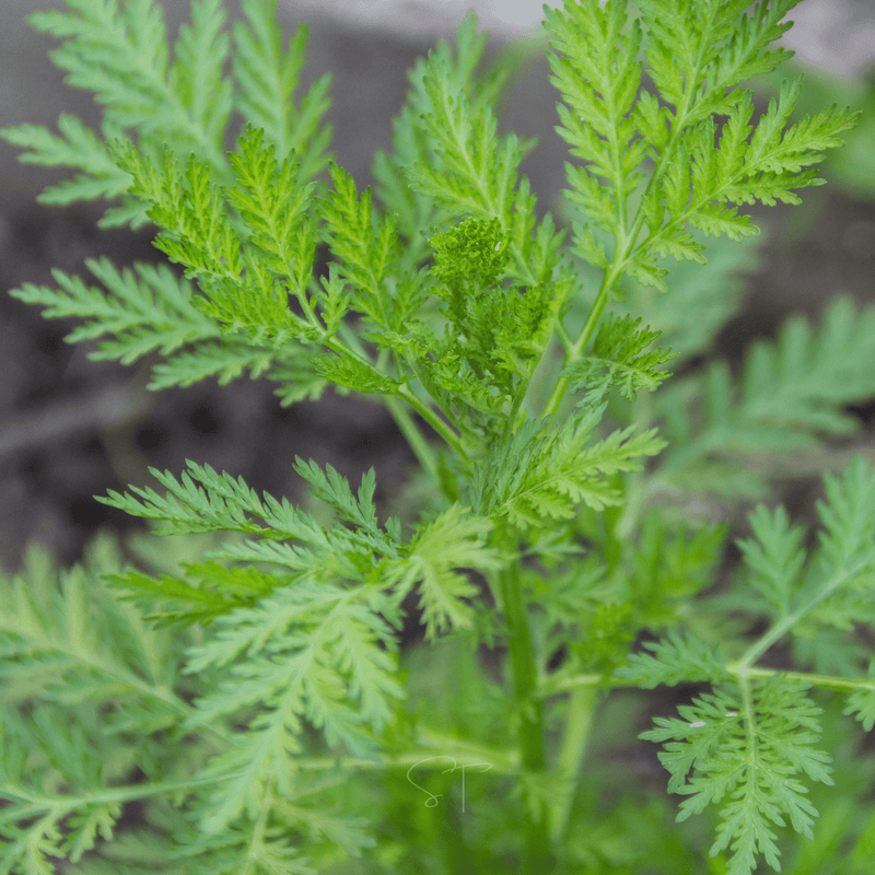 Load image into Gallery viewer, Sweet Annie – 50 Seeds
