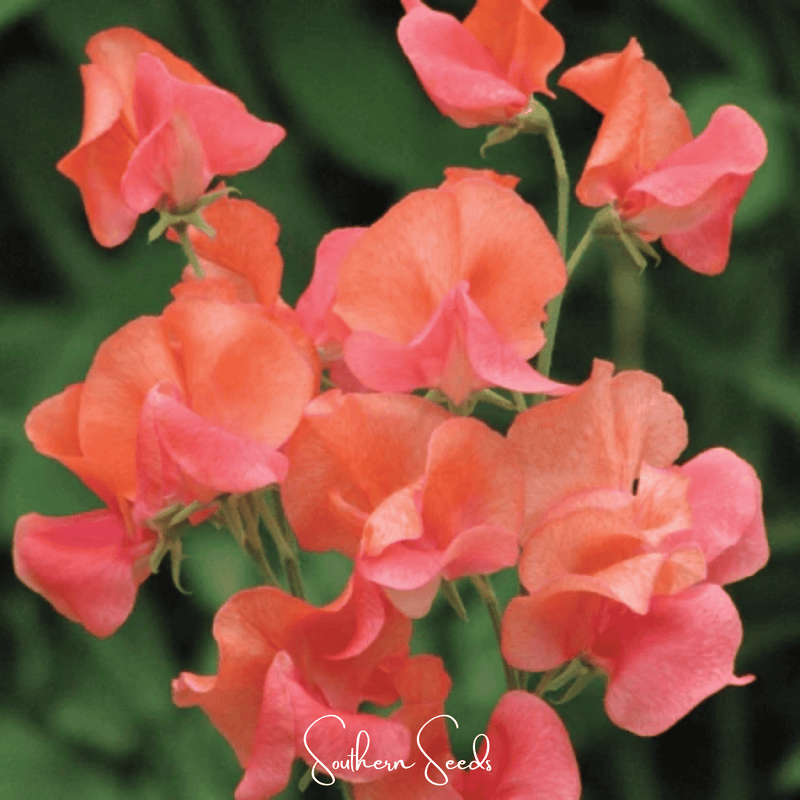 Load image into Gallery viewer, Prince of Orange Sweet Pea – 25 Seeds
