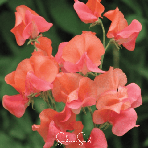 Prince of Orange Sweet Pea 25 Seeds