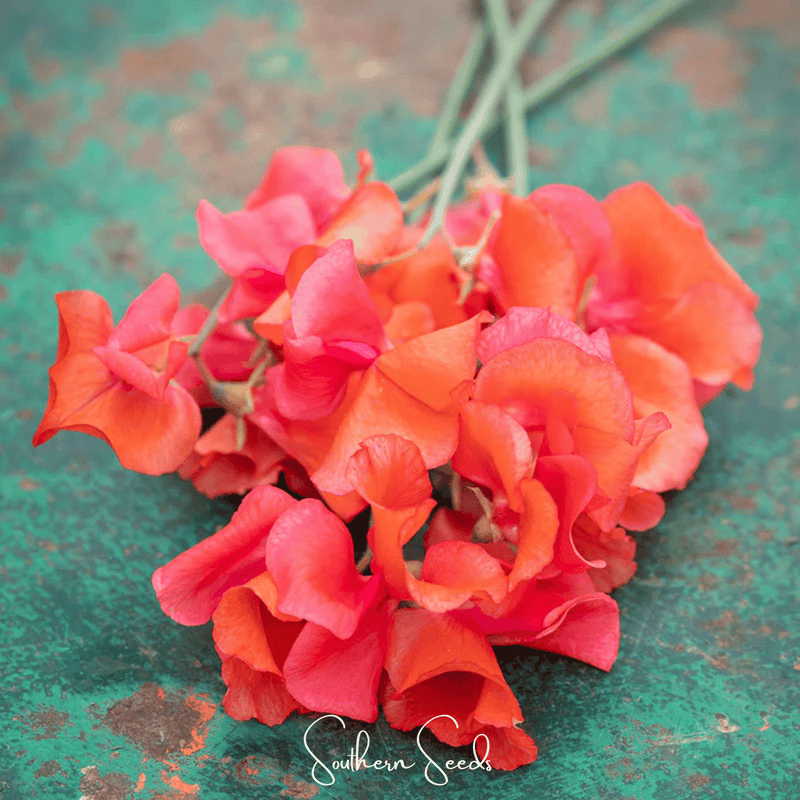 Load image into Gallery viewer, Prince of Orange Sweet Pea – 25 Seeds

