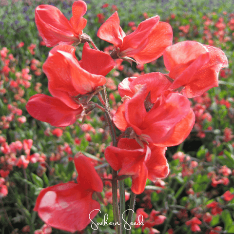 Prince of Orange Sweet Pea – 25 Seeds, additional product view 2