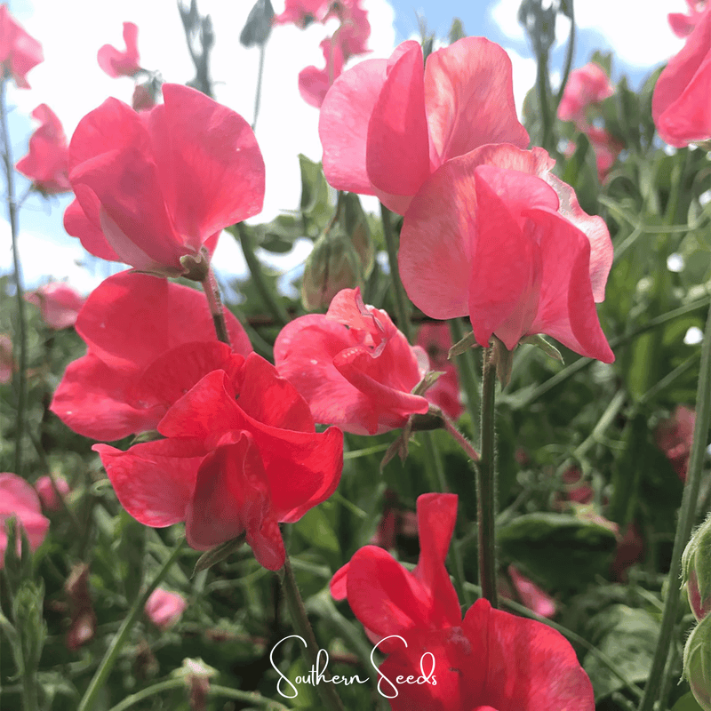 Load image into Gallery viewer, Prince of Orange Sweet Pea – 25 Seeds
