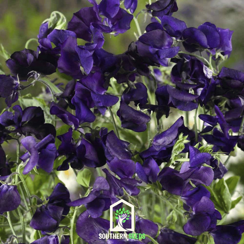 Load image into Gallery viewer, Royal Navy Blue Sweet Pea – 25 Seeds
