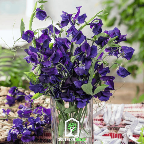 Royal Navy Blue Sweet Pea – 25 Seeds, additional product view 2