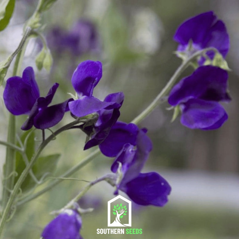 Load image into Gallery viewer, Royal Navy Blue Sweet Pea – 25 Seeds
