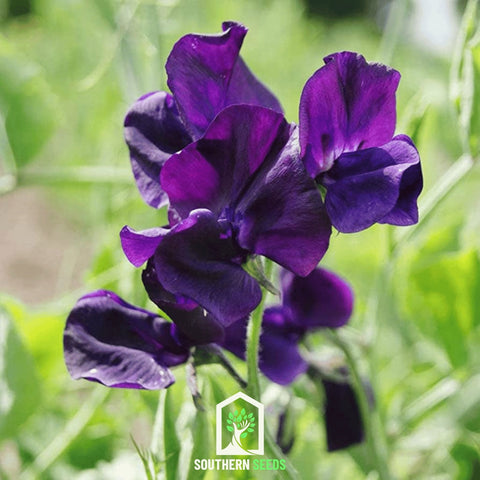 Royal Navy Blue Sweet Pea 25 Seeds