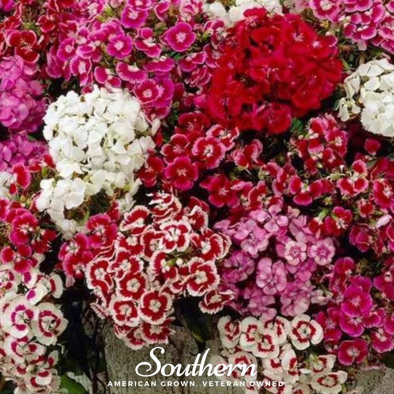 Load image into Gallery viewer, Sweet William (Dianthus) – 250 Seeds
