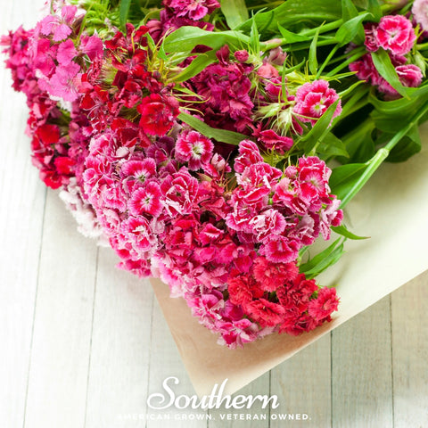 Sweet William Dianthus 250 Seeds