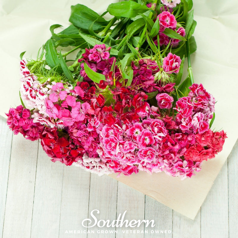 Load image into Gallery viewer, Sweet William (Dianthus) – 250 Seeds
