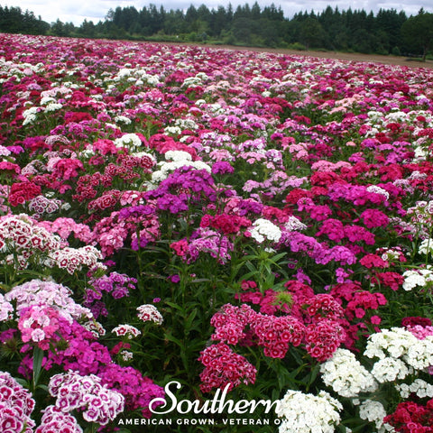 Sweet William (Dianthus) – 250 Seeds, additional product view 2